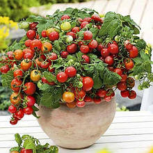 Насіння томатів Балконне диво