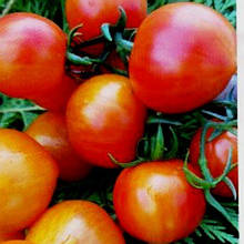 Насіння Томат детермінантний Гном Веселка Хейлі 15 шт. (zip)