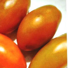 Насіння Томат детермінантний Гном Око тигра 15 шт. (zip)