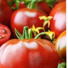 Насіння Томат детермінантний Гном Радінілі 15 шт. (zip)