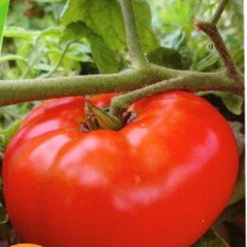 Насіння Томат детермінантний Гном Солодка Скарлет 15 шт. (zip)