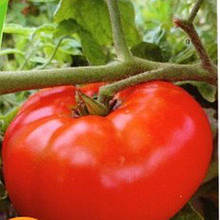 Насіння Томат детермінантний Гном Солодка Скарлет 15 шт. (zip)