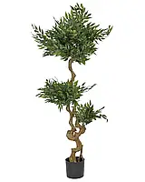 Іглиця європейська (рускус) з густим зеленим листям 166 см – декоративний кущ для дому та інтер’єру