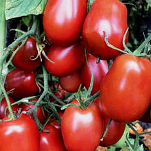 Насіння Томат детермінантний Чіко