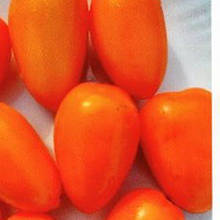 Насіння Томат детермінантний Гном Щедрість Лаури 15 шт. (zip)