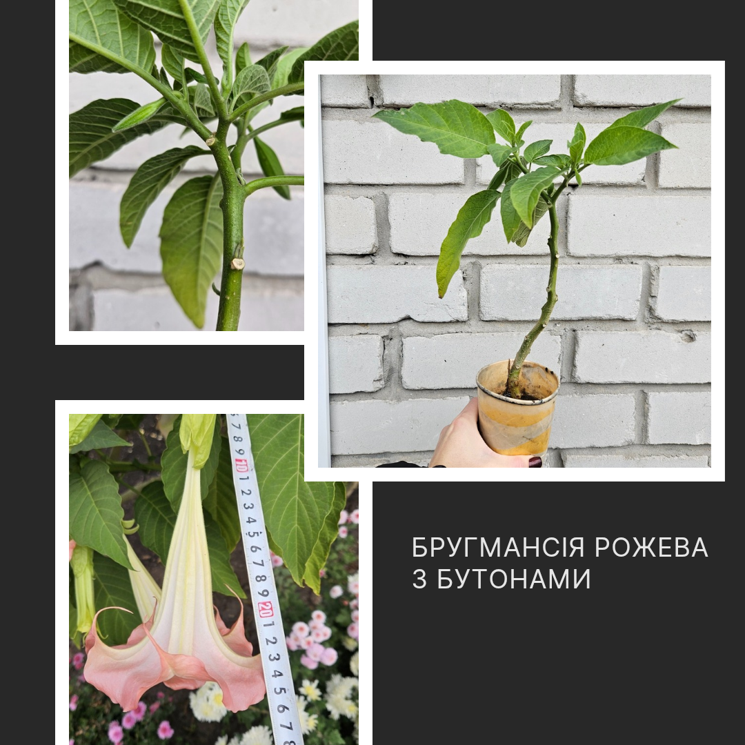Бругмансія ароматна Brugmansia suaveolens з бутонами, фото 1