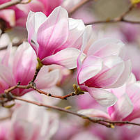 Модульна картина з годинником «Рожеві квіти Ммагнолії» Ніжний настінний декор для спальні, вітальні Безшумний годинник 90х60 см, фото 4