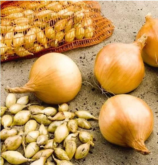 Озима цибуля саджанка Трой F-1 10-21 мм, 1 кг Голандія Броєр, фото 1