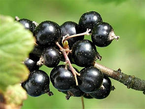 Смородина сорт Тисель 1 річна (раннього терміну дозрівання), фото 3