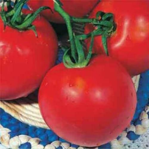 Насіння томатів Кемпбел 20 шт (zip)