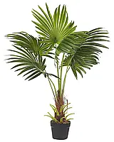 Віялова пальма 100 см - декоративна рослина для інтер’єру у різних стилях