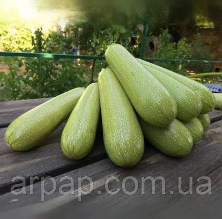 АДЕЛІЯ F1 / ADELIA F1 500 насінин - Кабачок, Enza Zaden, фото 1