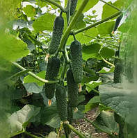 БЙОРН F1 / BJORN F1 - огірок партенокарпічний, Enza Zaden