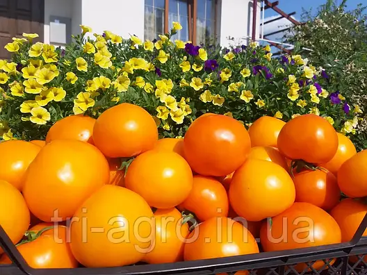 Томат Рані F1 10шт (Проф.Нас), фото 2