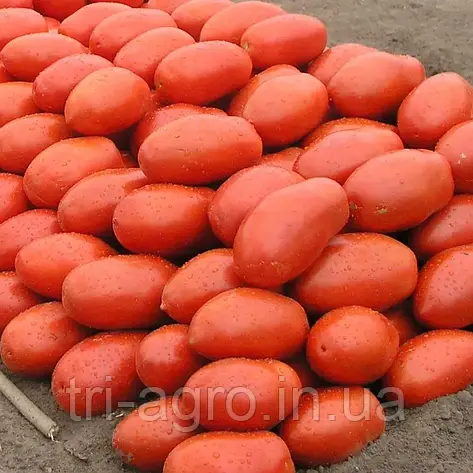 Томат Інкас F1 10шт (Проф.Нас), фото 2