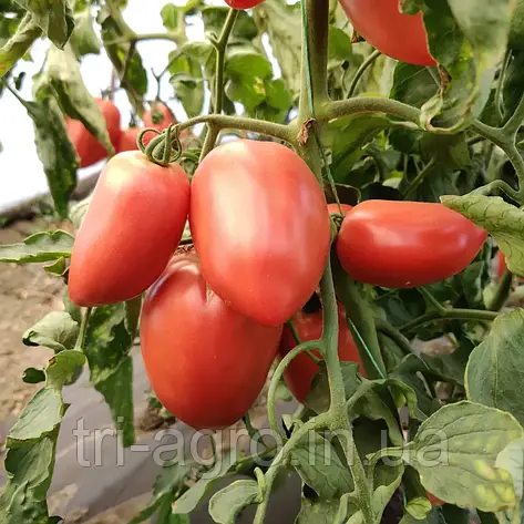 Томат Пінк Крос F1 10шт (Проф.Нас), фото 2