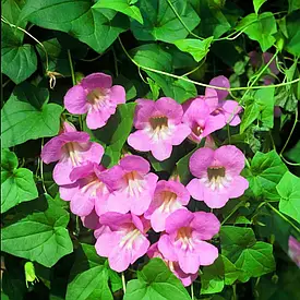 Азаріна повзуча рожева 10шт (Проф.Нас)