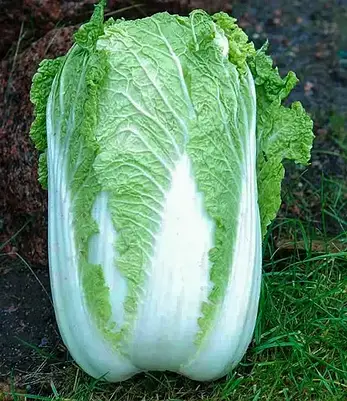 Капуста пекінська Саммер Хайленд F1 100шт (Проф.Нас), фото 3