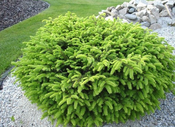 Ялина звичайна Nidiformis 4 річна, Ялина звичайна / європейська Нидиформис, Picea abies Nidiformis