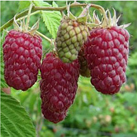 Малина Пшехиба