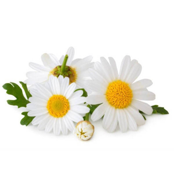 Ромашка екстракт 250 мл., фото 1