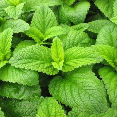 Лимонна м'ята екстракт, Lemon Balm Herb, Gaia Herbs, 250 мл, фото 1