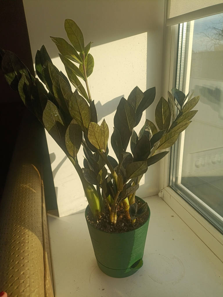 Рослина в горщику Заміокулькас Raven (равен) - фото покупців 1