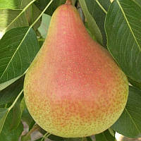 Груша "Микола Крюгер"