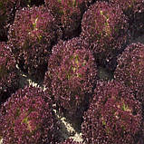 Салат Конкорд 1000 нас Rijk Zwaan, фото 2