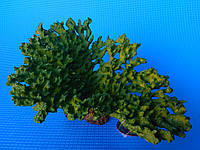 Коралл СН-7734С (зеленый)