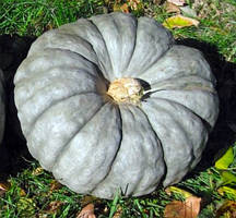 Баштанні та кукурудза