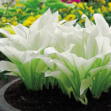 Хоста White Feather (Уайт Фезе) контейнері 2 л.