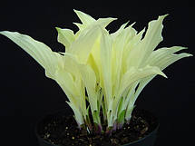 Хоста White Feather (Уайт Фезе) контейнері 2 л., фото 5