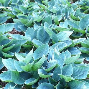 Хоста Blue Cadet (Блу Кадет) контейнер, 1 розетка, фото 2