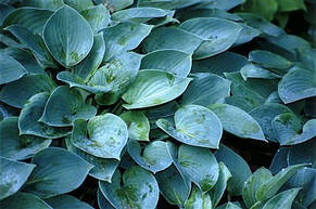 Хоста Blue Cadet (Блу Кадет) контейнер, 1 розетка, фото 3