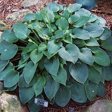 Хоста Blue Cadet (Блу Кадет) контейнер, 1 розетка, фото 4