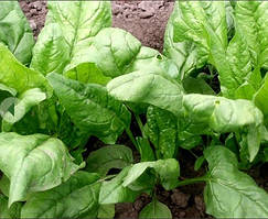 Капуста, зелень та корнеплоди