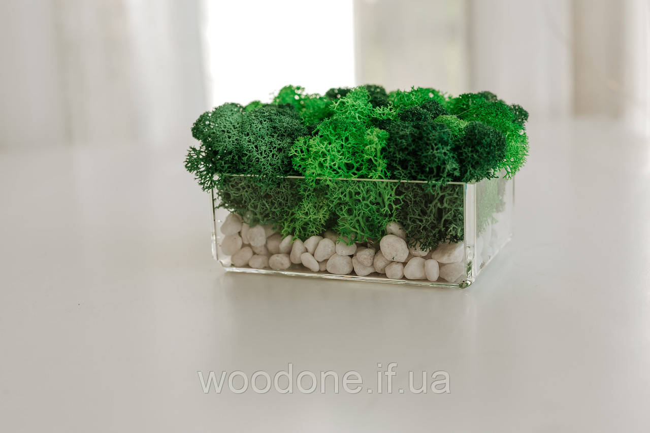 Кашпо з стабілізованим мохом, фото 1