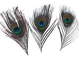 Перо павича Павлине Око Натуральне перо 12-15см, фото 4