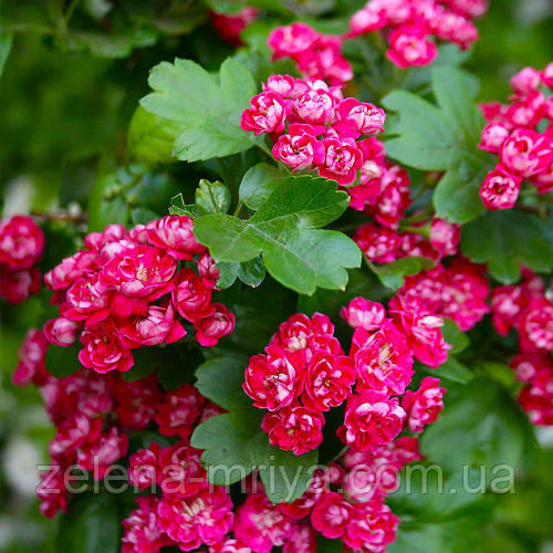 Глід звичайний Пол Скарлет 2-х річний саджанець 100-120 см., фото 1