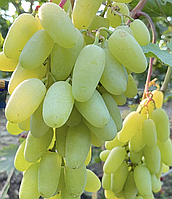 Виноград Алінка