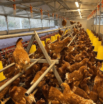 Бункерна годівниця ARCUS 20 л з антивитратними пелюстками та металевим стрижнем, фото 5