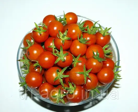 Томат кімнатний Мінібел 0,1г (Проф.Нас), фото 2