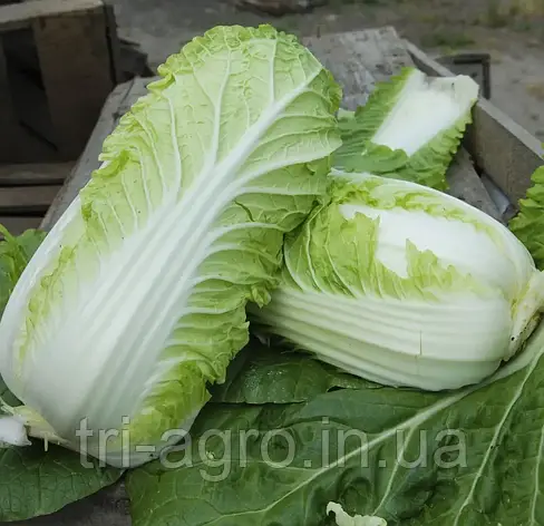 Капуста пекінська Вілі F1 100шт (Проф.Нас), фото 2