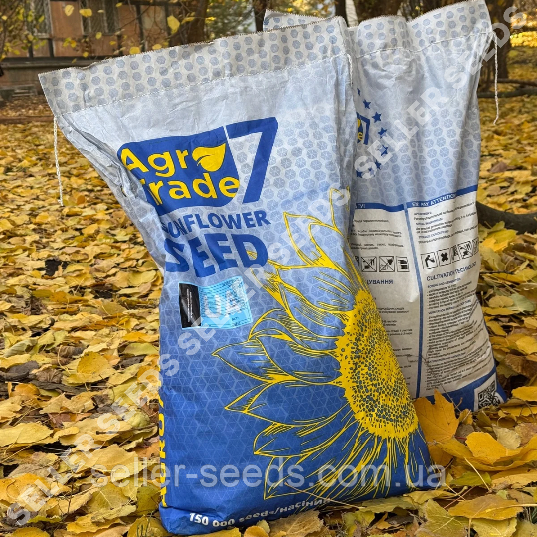 Соняшник Ласса (фракція Екстра 10 кг) врожай 2025 року, фото 1