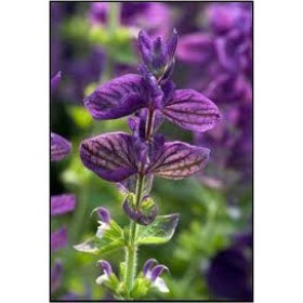 Шавлія лікарського олійного екстракт (Salvia officinalis). 100 мл., фото 1