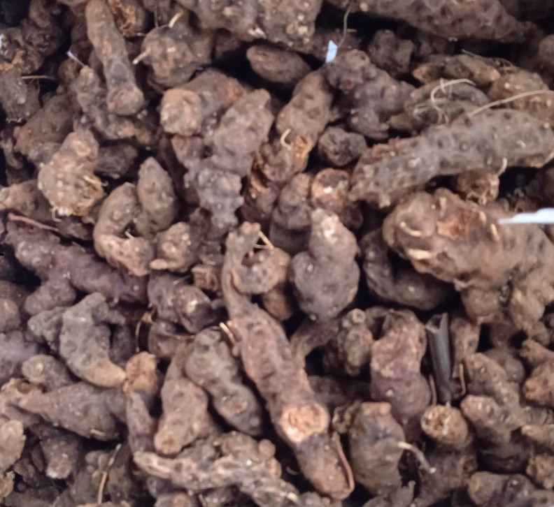 500г., Калган / Лапчатка прямостояча (корінь цілий), фото 1