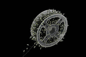 XMAS Гірлянда зелений провід таймер пульт дистанційного керування режими 6Вт 50M 220V WW-2 GREEN LINE