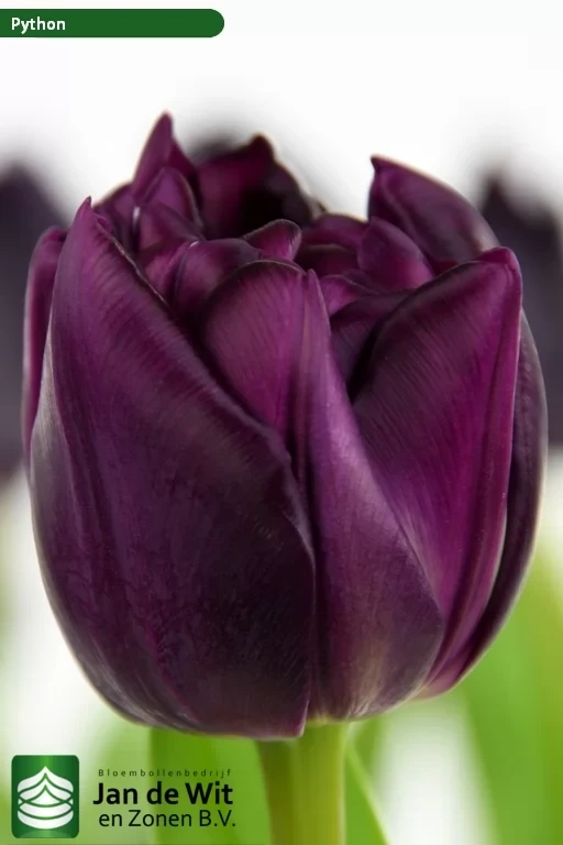 Тюльпан Dlt. Python розмір 11/12, фото 1