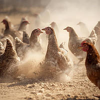 Навіщо курям пилова ванна — не просто забавка, а профілактика паразитів